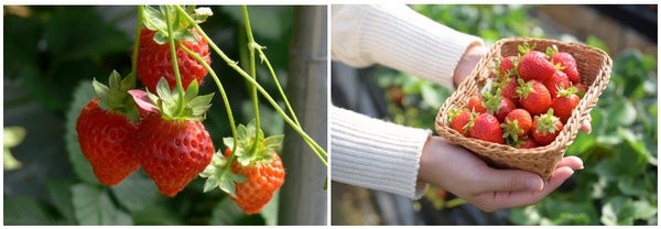 【広島駅新幹線口発着/日帰り】上関城山歴史公園の河津桜と 旬のいちご狩り食べ放題 マイヤーレモン鯛鍋御膳のご昼食2